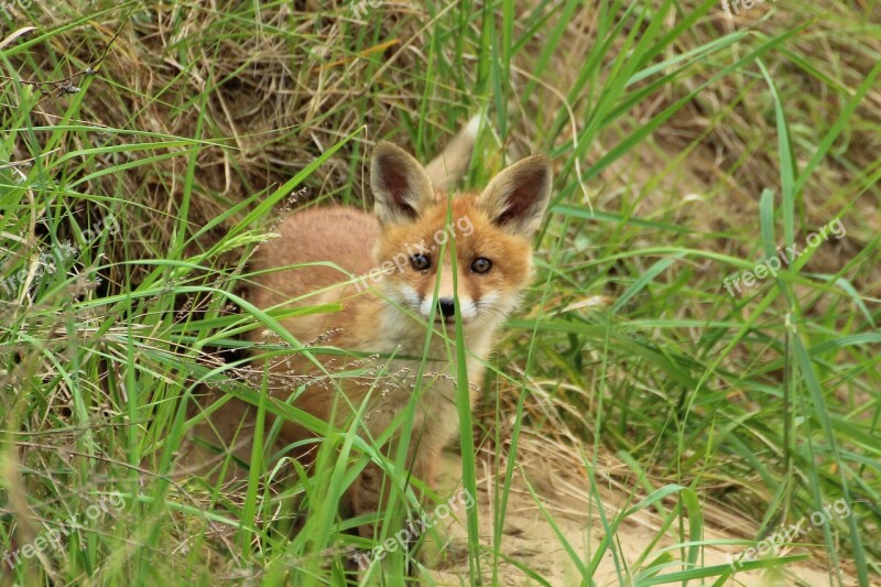 Young Fox Red Fox Fuchsbau Play Puppy