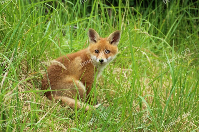 Young Fox Red Fox Fuchsbau Play Puppy