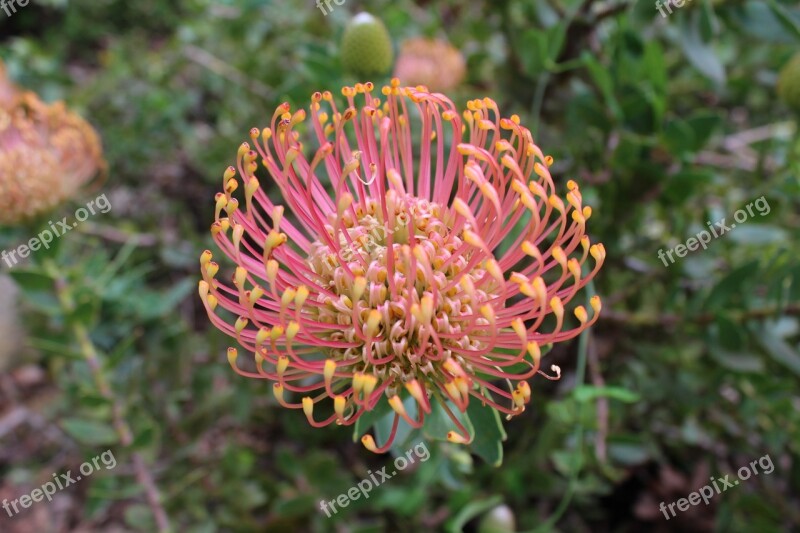 Protea Flower Bloom Sugarbushes Free Photos