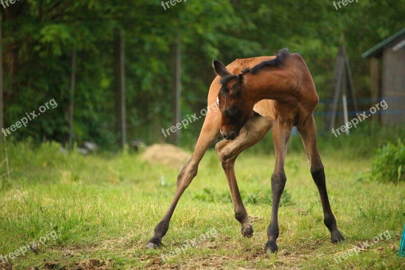 Horse Foal Suckling Brown Mold Thoroughbred Arabian