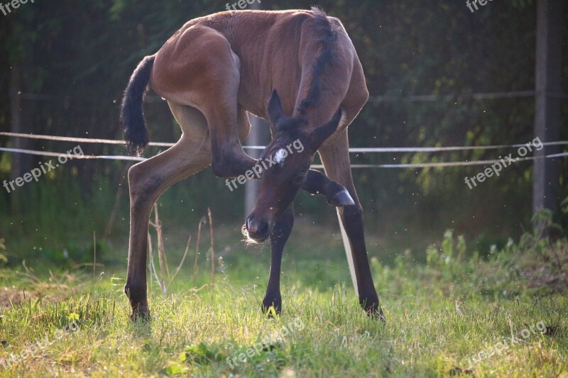 Horse Foal Suckling Thoroughbred Arabian Brown Mold