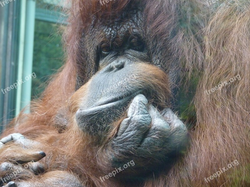 Monkey Orangutan Zoo Animals Animal