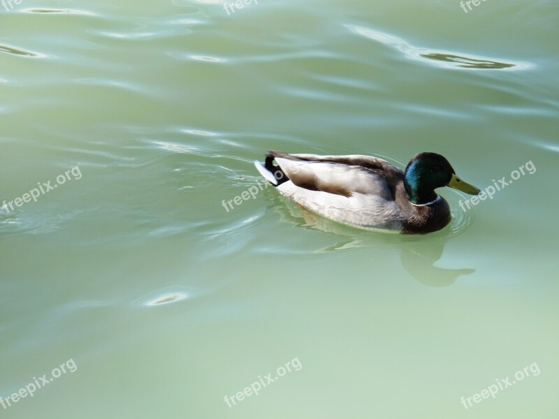 Duck Lake Animal Nature Bird