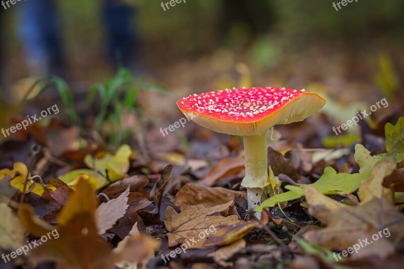 Fly Agaric Mushroom Red Fly Agaric Mushroom Toxic Forest Mushroom