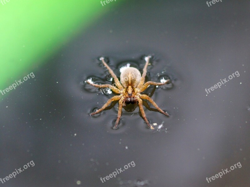 Spider Insect Water Nature Green