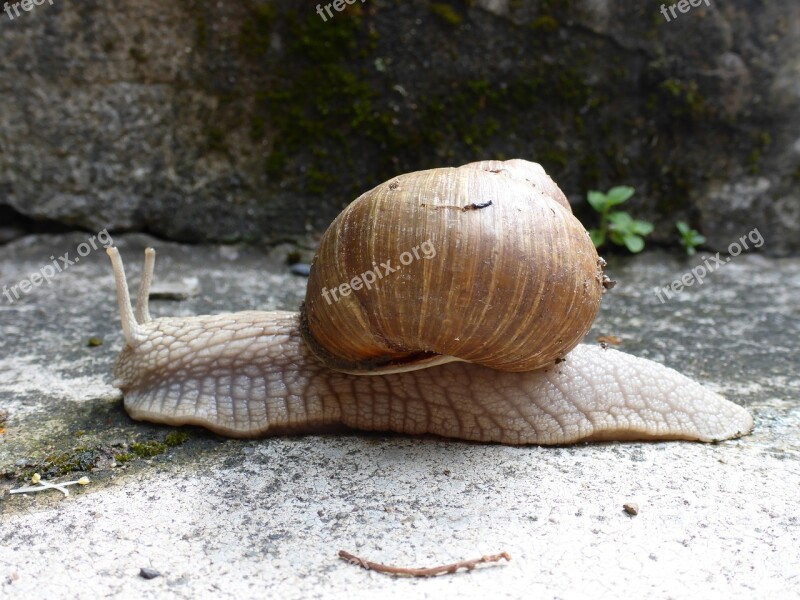 Snail Animal Shell Slowly Garden