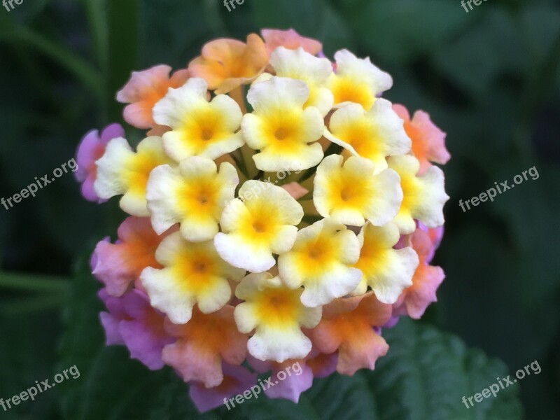 Lantana Camara Tickberry Big-sage Flowers Verbena Family