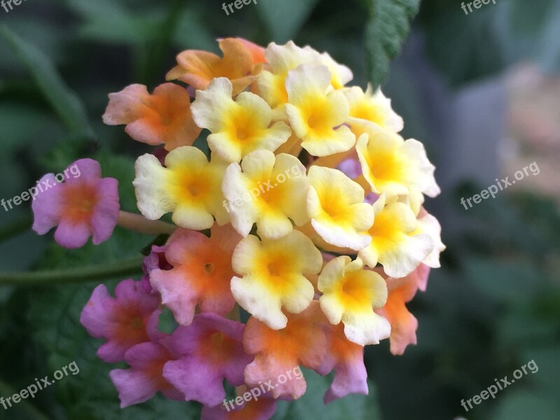 Lantana Camara Tickberry Big-sage Flowers Verbena Family