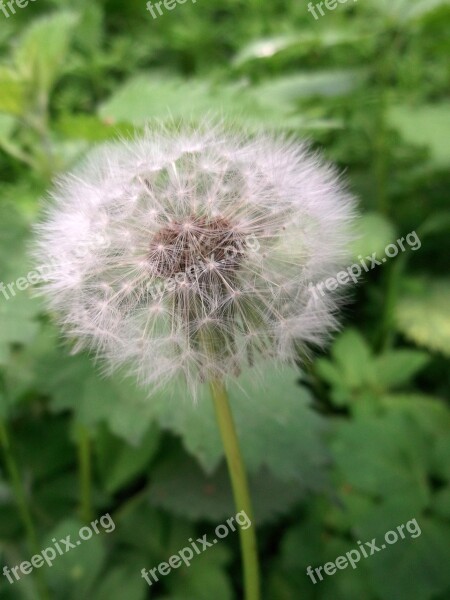 Dandelion Flying Seeds Wild Plant Free Photos