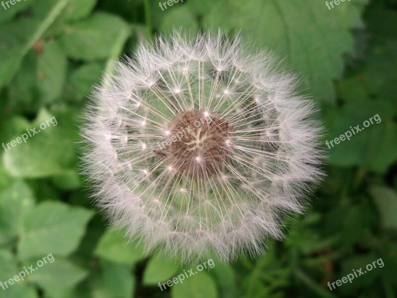 Dandelion Flying Seeds Wild Plant Free Photos