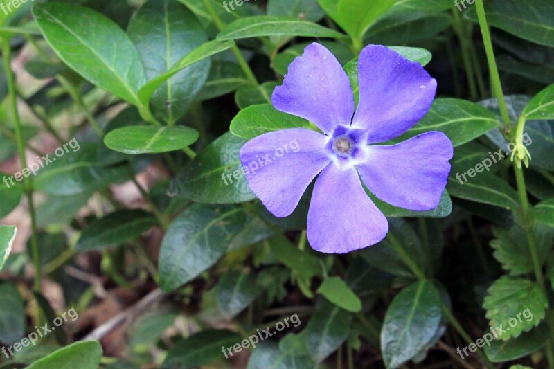 Periwinkle Vinca Blue Purple Lilac