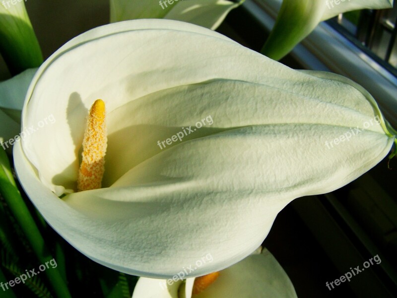 Creeks White Flower Cut Flower Free Photos