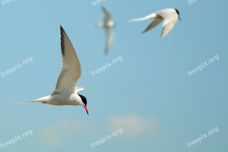 Swallows Bird Flying Flight Sky