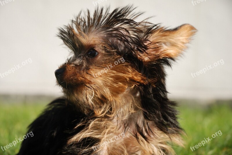 Dog Yorkshire Terrier Looking Portrait Domestic