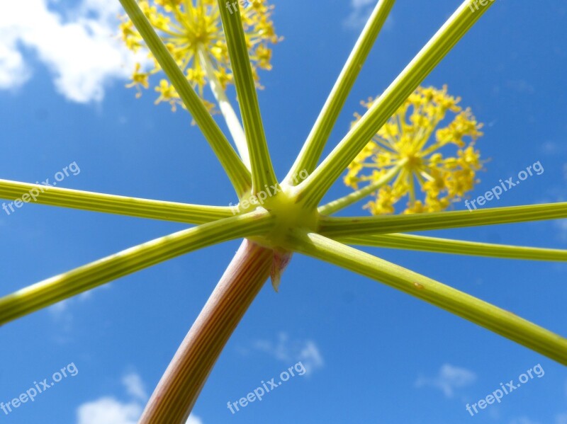 Plant Forms Geometry Naturally Free Photos