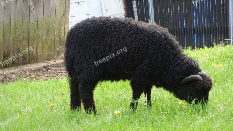 Sheep Animal Pasture Land Tatry Grass