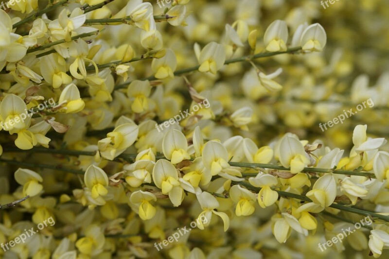 Broom Bloom Yellow Plant Bush