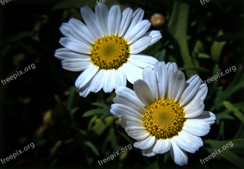 Daisies Flower Plant Blossom Bloom