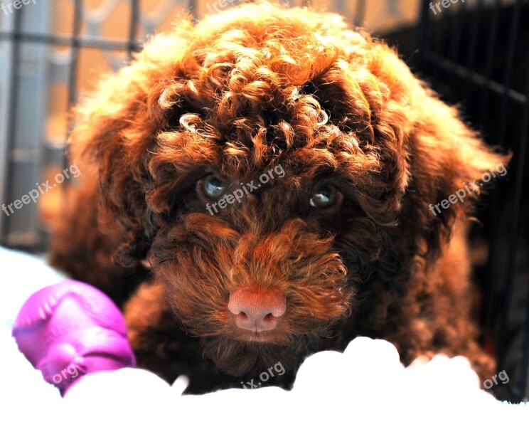 Puppy Labdradoodle Dog Cute Puppy Free Photos