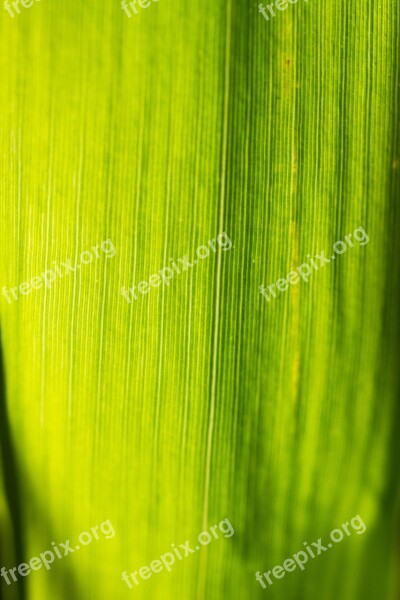 Grass Blade Of Grass Close Up Grasses Halme