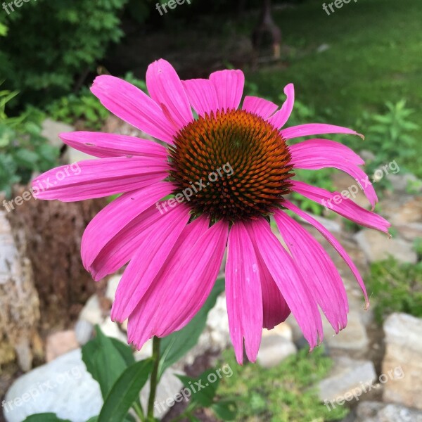 Cone Flower Flower Plant Nature Petals