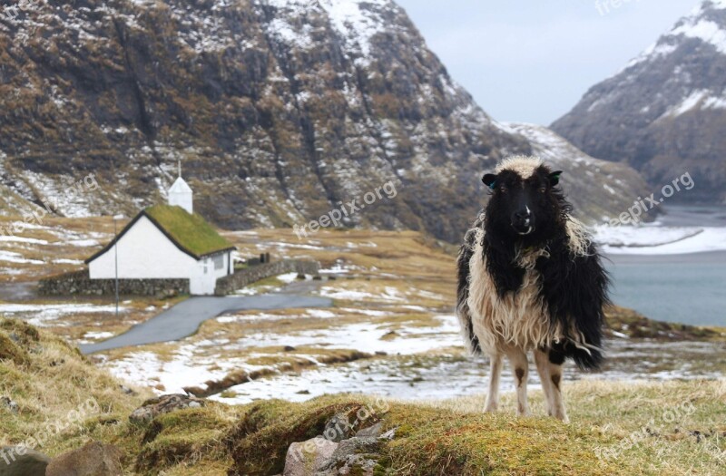 Foroyar Faroe Islands Sheep Free Photos