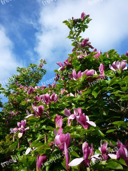 Tulip Tree Magnolia Sky Tree Free Photos