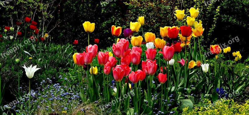 Flowers Tulips Beauty Nature Plant