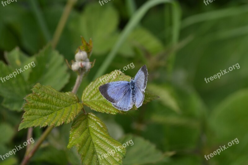 Butterfly Blue Nature Green Insects