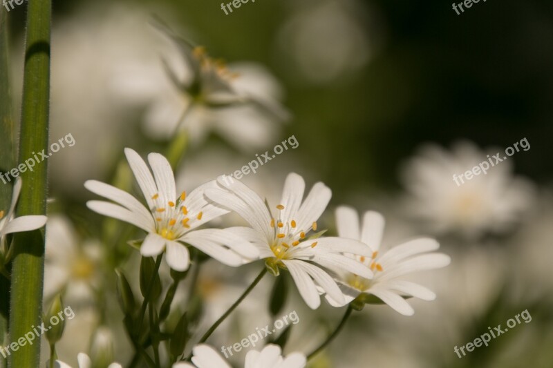 White Flower White Flower Flowers Bloom