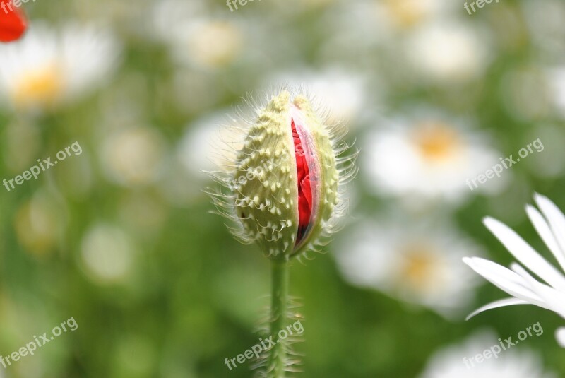 Mack Poppy Bud May Bloom Flowers