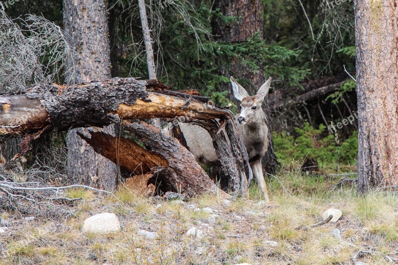 Deer Wildlife Animal Forest Mammal