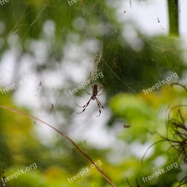 Spider Jamaica Web Beach Caribbean