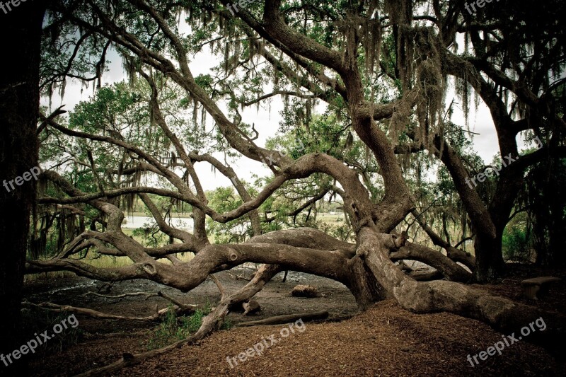 Tree Climbing Branch Forest Outdoor