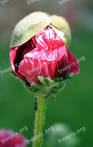 Flower Poppy Hatching Garden Petals