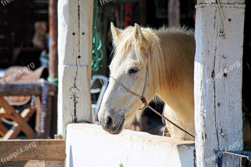 Horse Hiking Ranch Horseback Riding Gardian