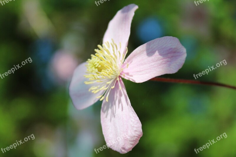 Mountain-waldrebe Clematis Montana Clematis Blossom Bloom