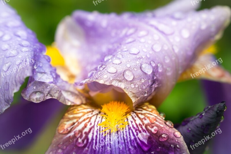 Iris Raindrop Stamp Pistil Rain