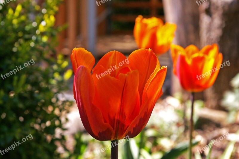 Tulips Yellow Tumor Orange Tulip Spring Blossom