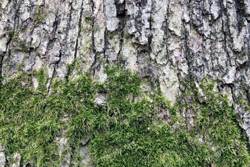 Background Texture Moss Tree Old