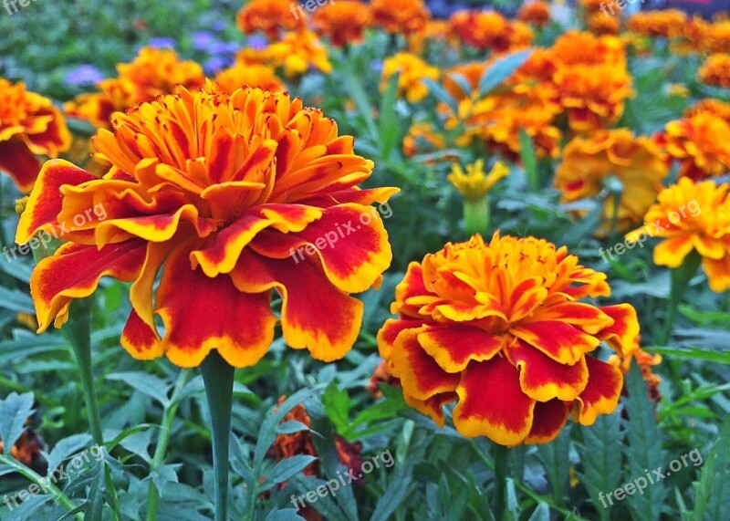 Marigold Flower Plant Blossom Garden