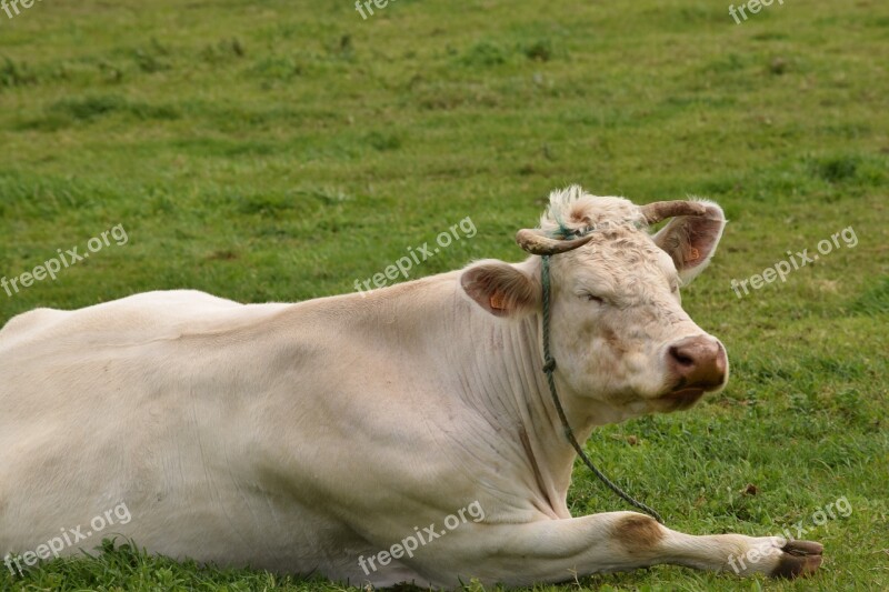 Farm Animal Livestock Cow Pasture Free Photos