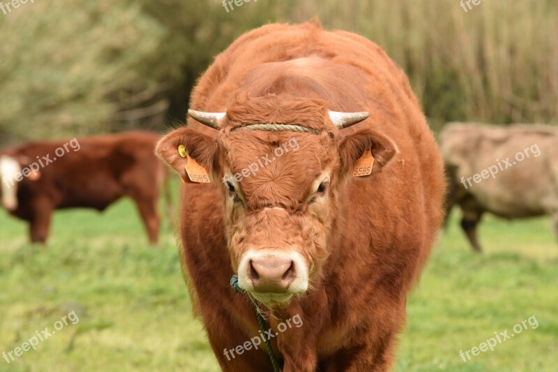 Cow Cattle Livestock Animal Farm Animal