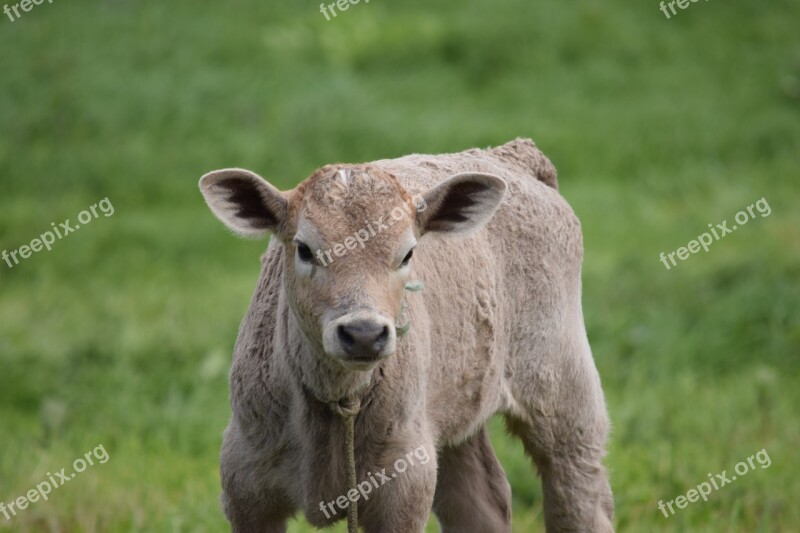 Calf Cow Cattle Animal Livestock