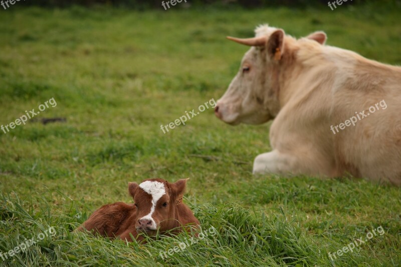 Cattle Cow Mom Mother Love