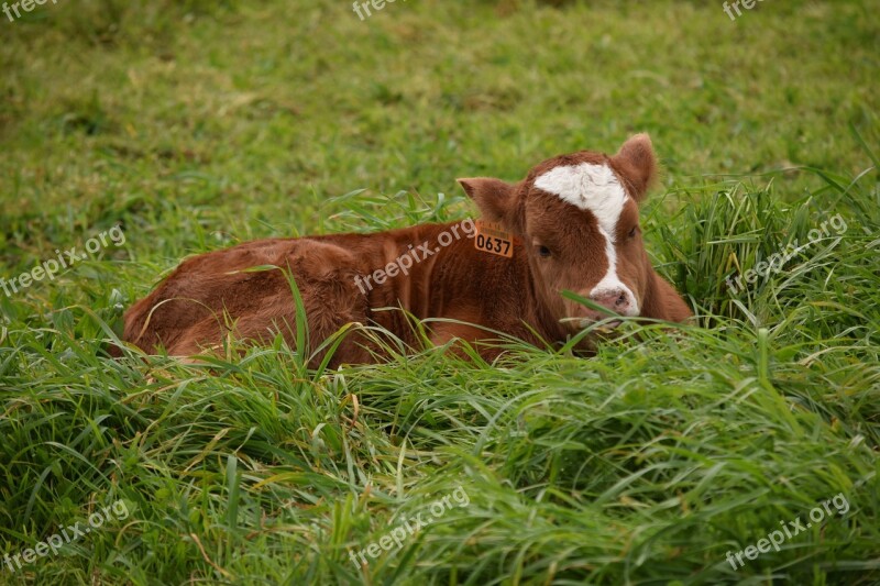 Cattle Calf Newborn Animal Livestock