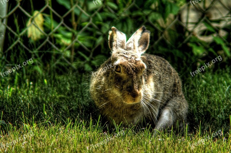 Wild Hare Bunny Rabbit Wildlife Nature