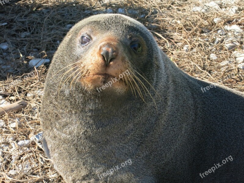 Seal Portrait Mammal Animal Aquatic