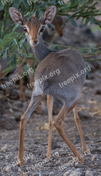 Antelope Salts Dik-dik Africa Looking Mammal