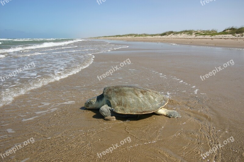 Atlantic Ridley Sea Turtle Kemp's Endangered Female Sand